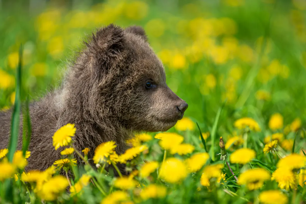 Baby bear hiding in a field of yellow wildflowers in Yellowstone National Park, Wyoming, USA