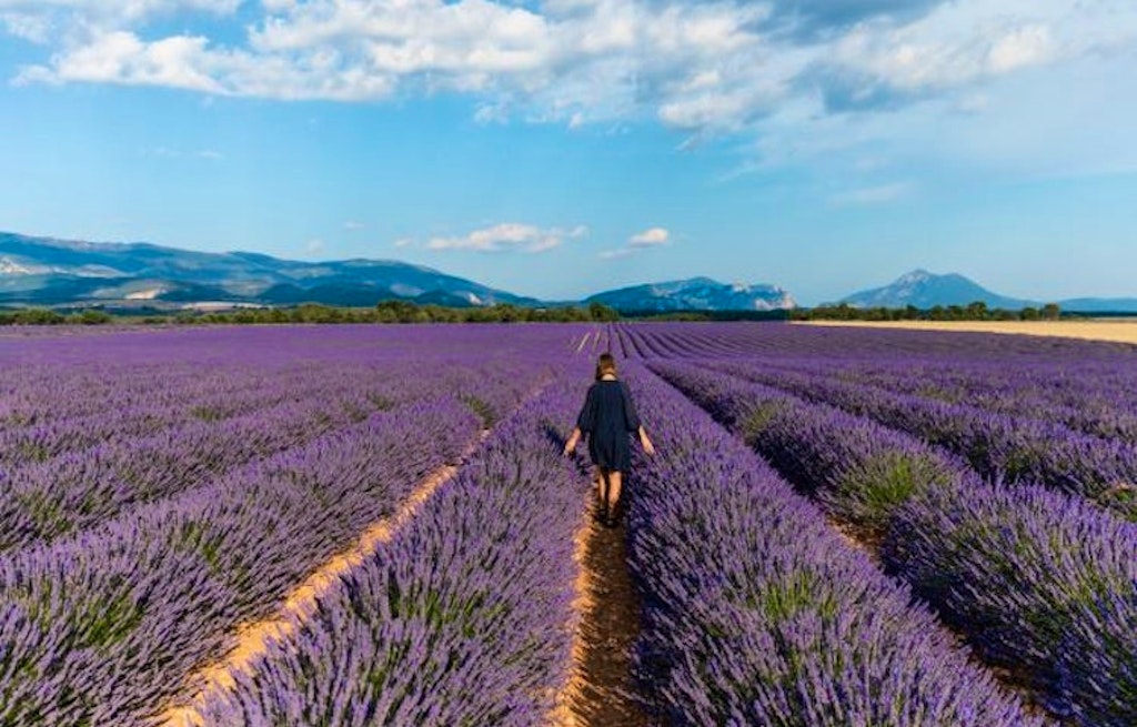 Tourist walking through Provence's beautiful lavender fields and enjoying gourmet picnics with provencal specialties!  / Shutterstock