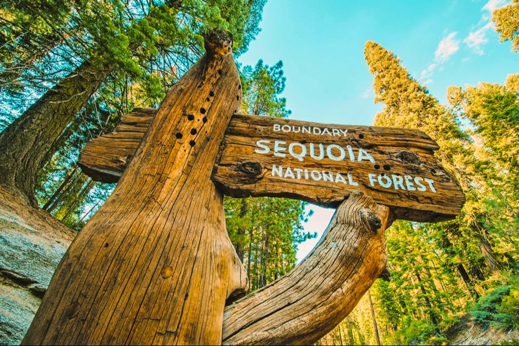 Sequoia grove in Sequoia National Park, California, USA