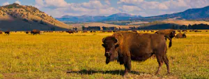 Bison grazing in a grassy field with mountains in the background during a North America wildlife adventure.