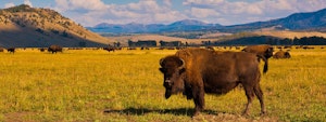 Bison grazing in a grassy field with mountains in the background during a North America wildlife adventure.