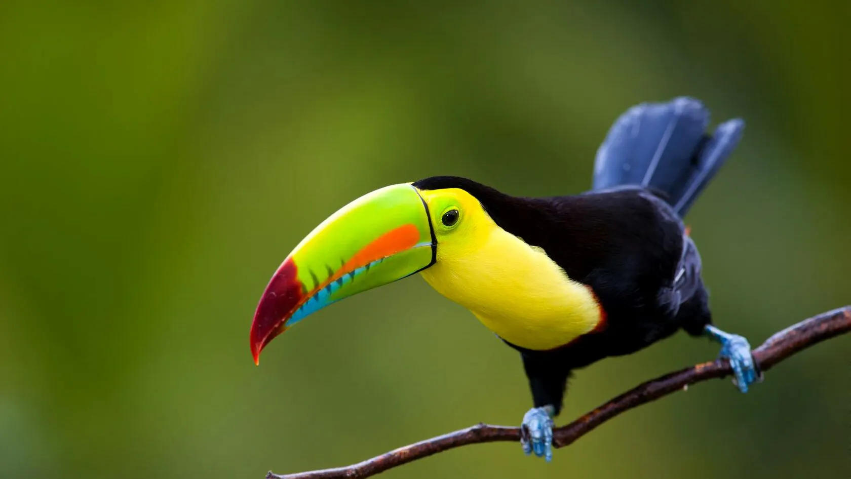 Costa Rica Rainforest Adventure