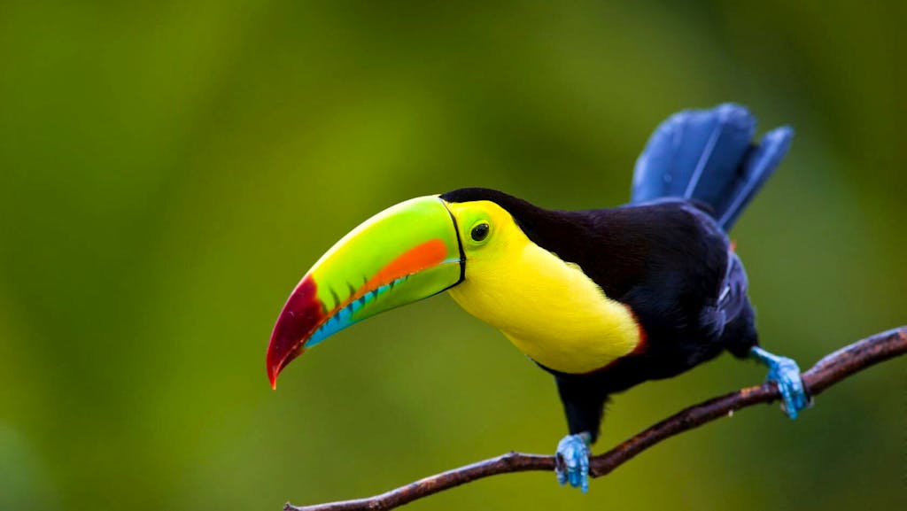 Costa Rica Rainforest Adventure