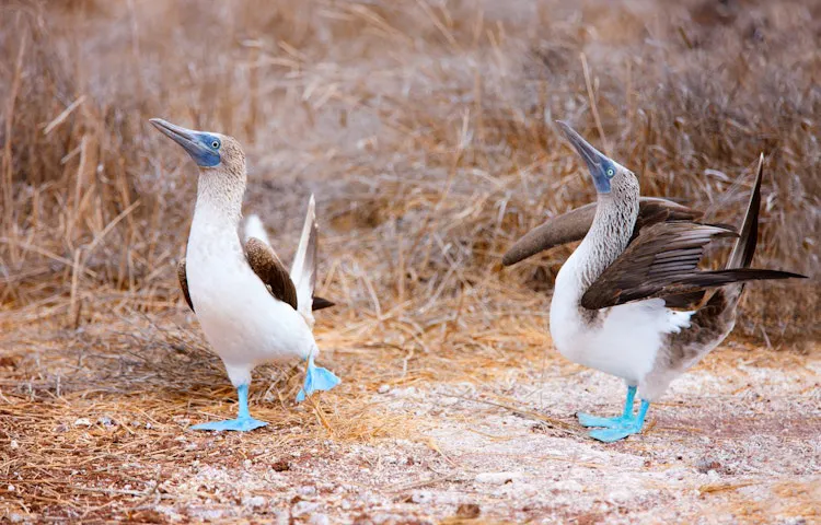 Two blue footed boobies in the galapagos islands.