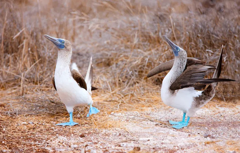 two booby blue birds doing a traditional dance on the Galapagos Islands in Ecuador