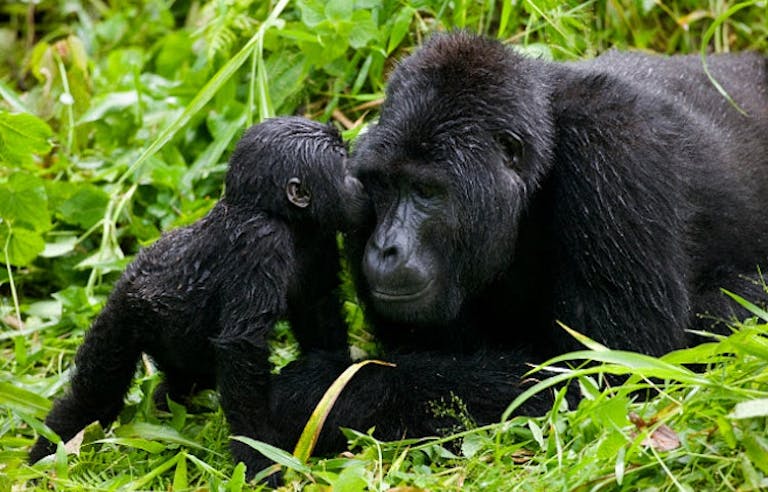 majestic family of mountain gorillas in Rwanda tropical forests