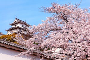 A Japan travel guide featuring a tree with pink blossoms, a perfect delight for nature enthusiasts seeking the beauty of Japanese landscapes.
