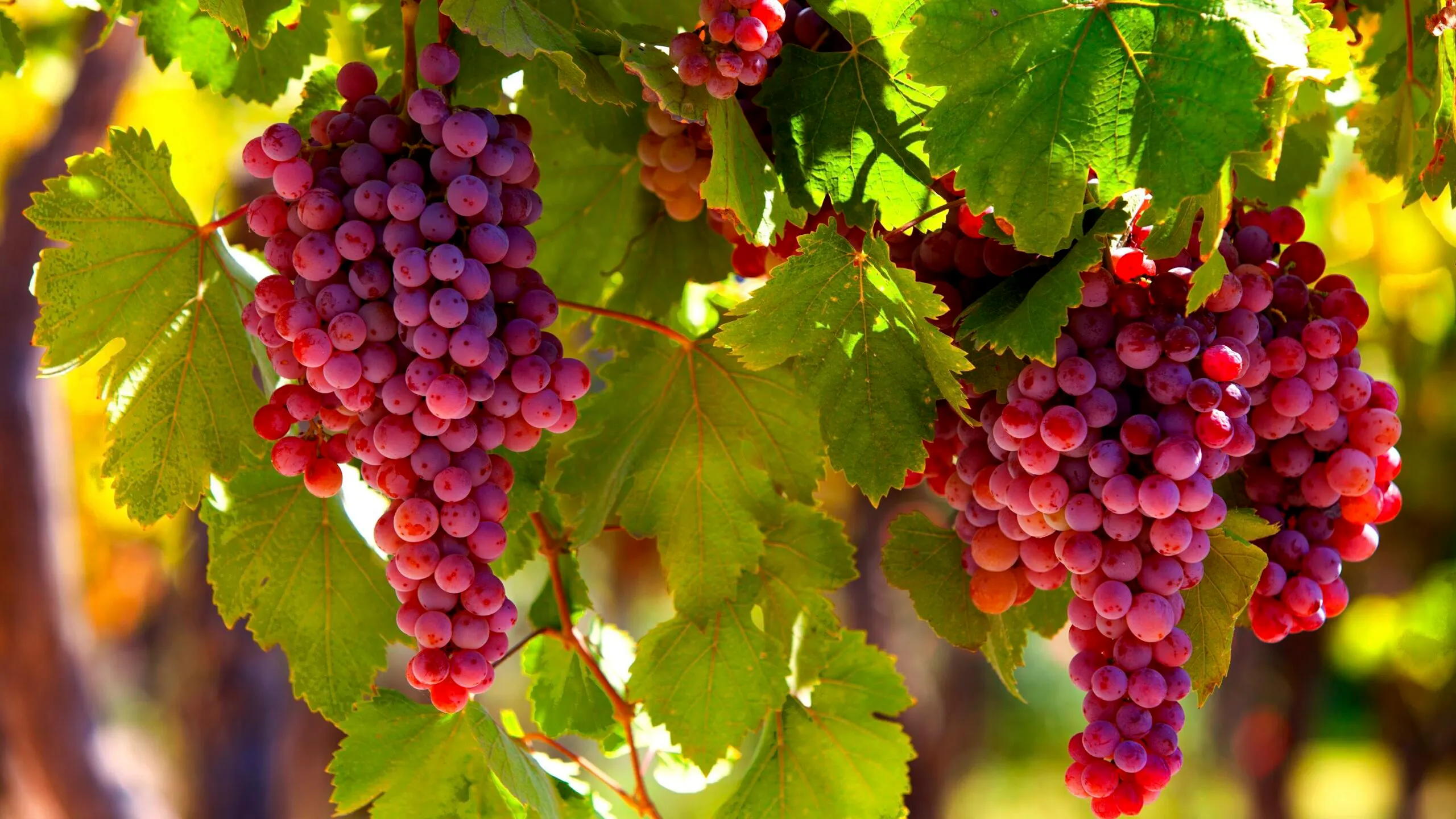 Napa & Sonoma Adventure