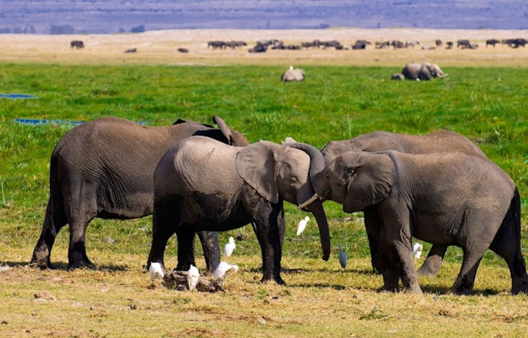witness big game wildlife like a family of elephants in Tanzania and Kenya on a safari adventure in Africa