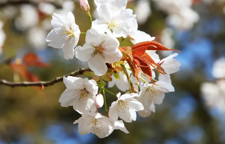 A close up of white flowers on a tree branch in Japan.