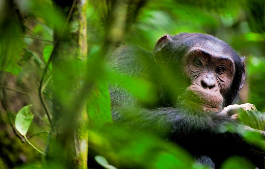Embark on thrilling treks through Uganda's Bwindi Impenetrable Forest and see rare mountain gorillas in their natural habitat! | Shutterstock.com