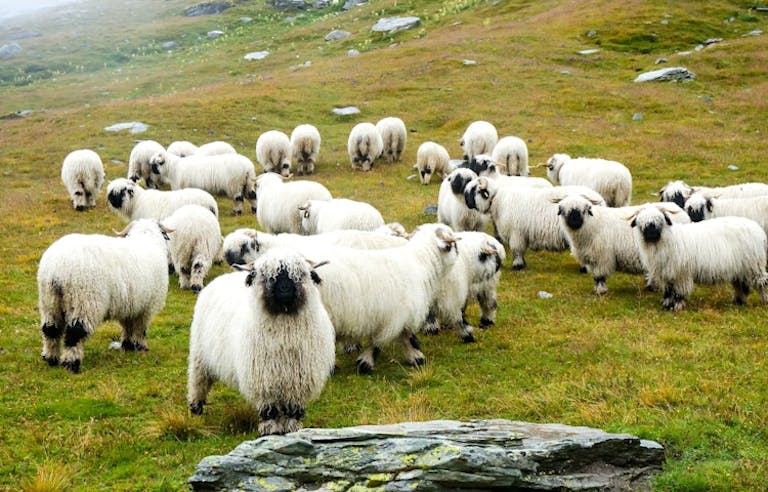herd of sheep in Haute Route hiking trail in the Alps in Europe on a foggy day