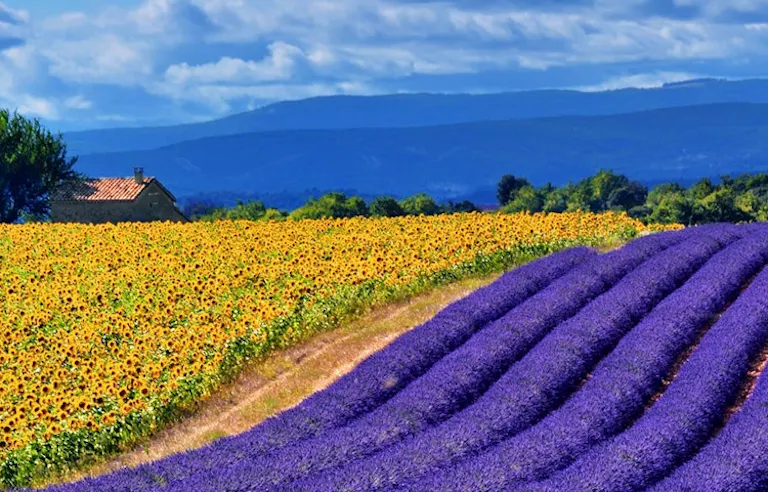 lavender fields and flower fields blooming in France's Provence during the springtime