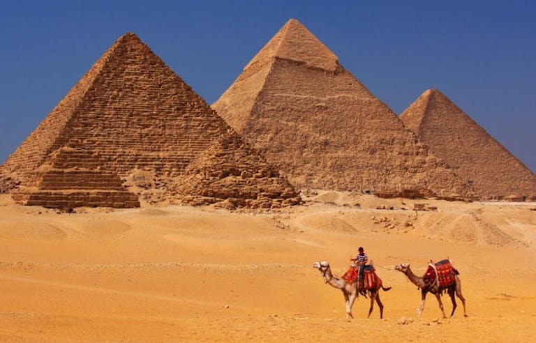 Three camels in front of the pyramids in giza, egypt.