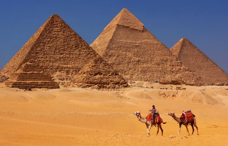 Camels walking through Egypt's golden sandy landscape near Giza Pyramids