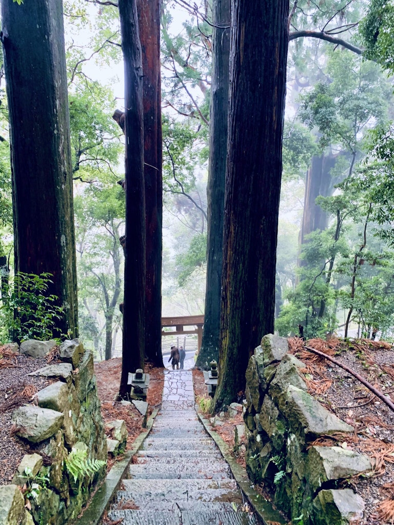 Travelers looking small in size compared to the massive 800-year-old cedar trees in Tsugizakura-oji along the Kumano Kodo