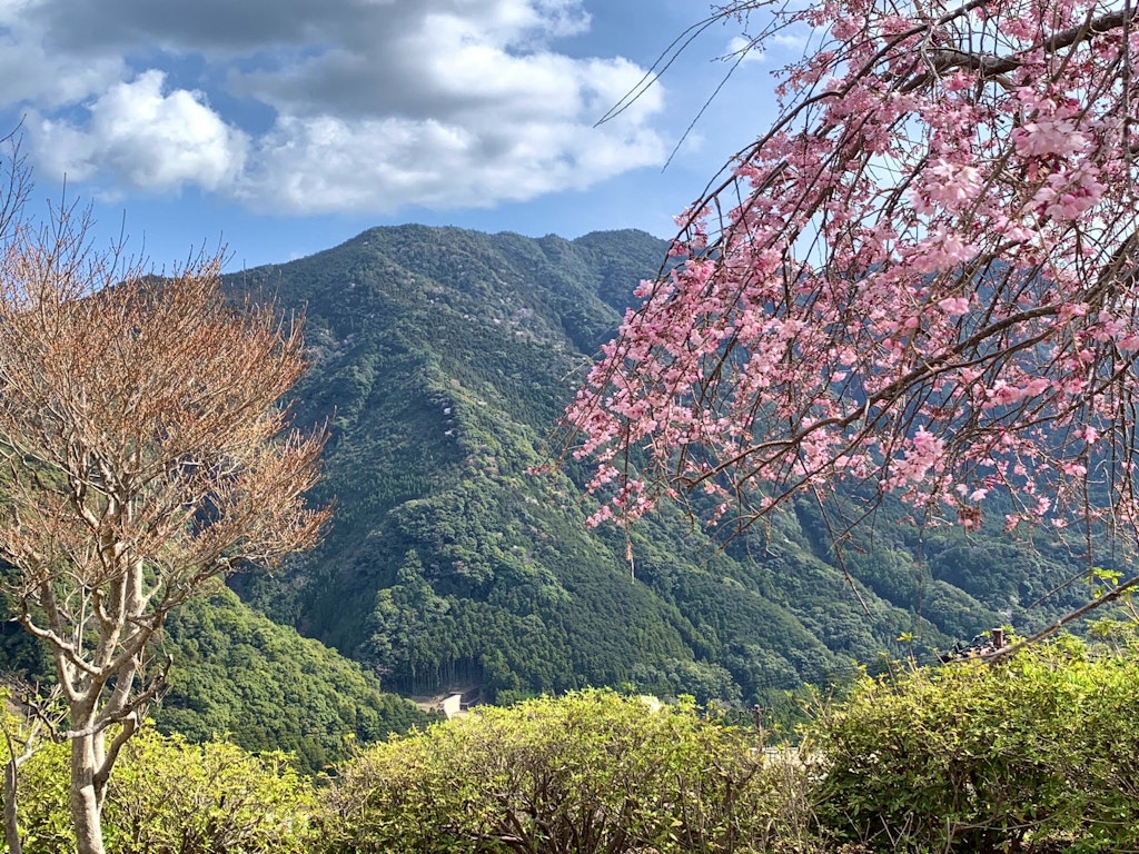 Japanese cherry blossoms framing the beautiful mountainous Kii Mountain Range - located near the Kumano Kodo