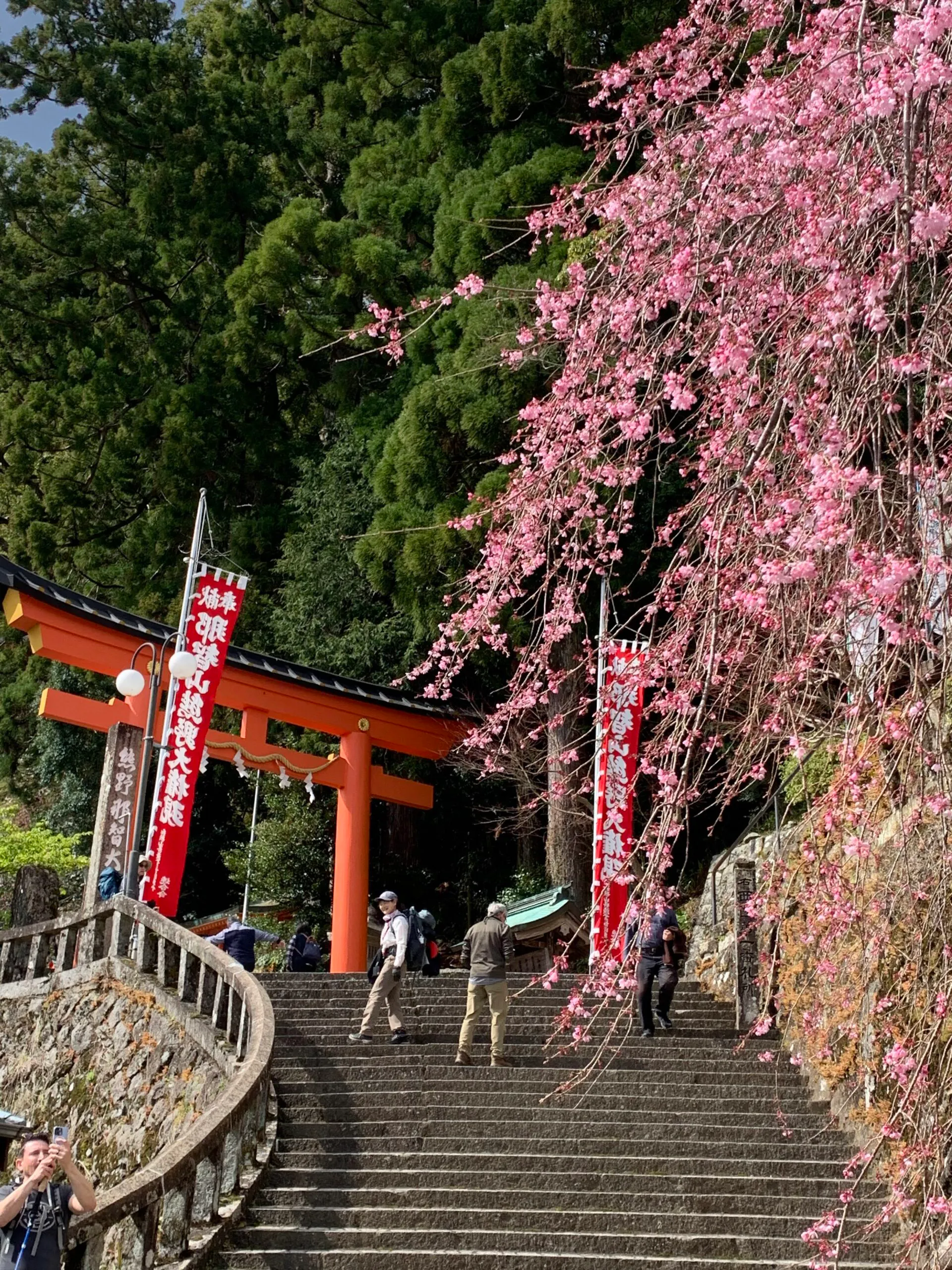 Stairs leading up to a shrine with pink blossoms.