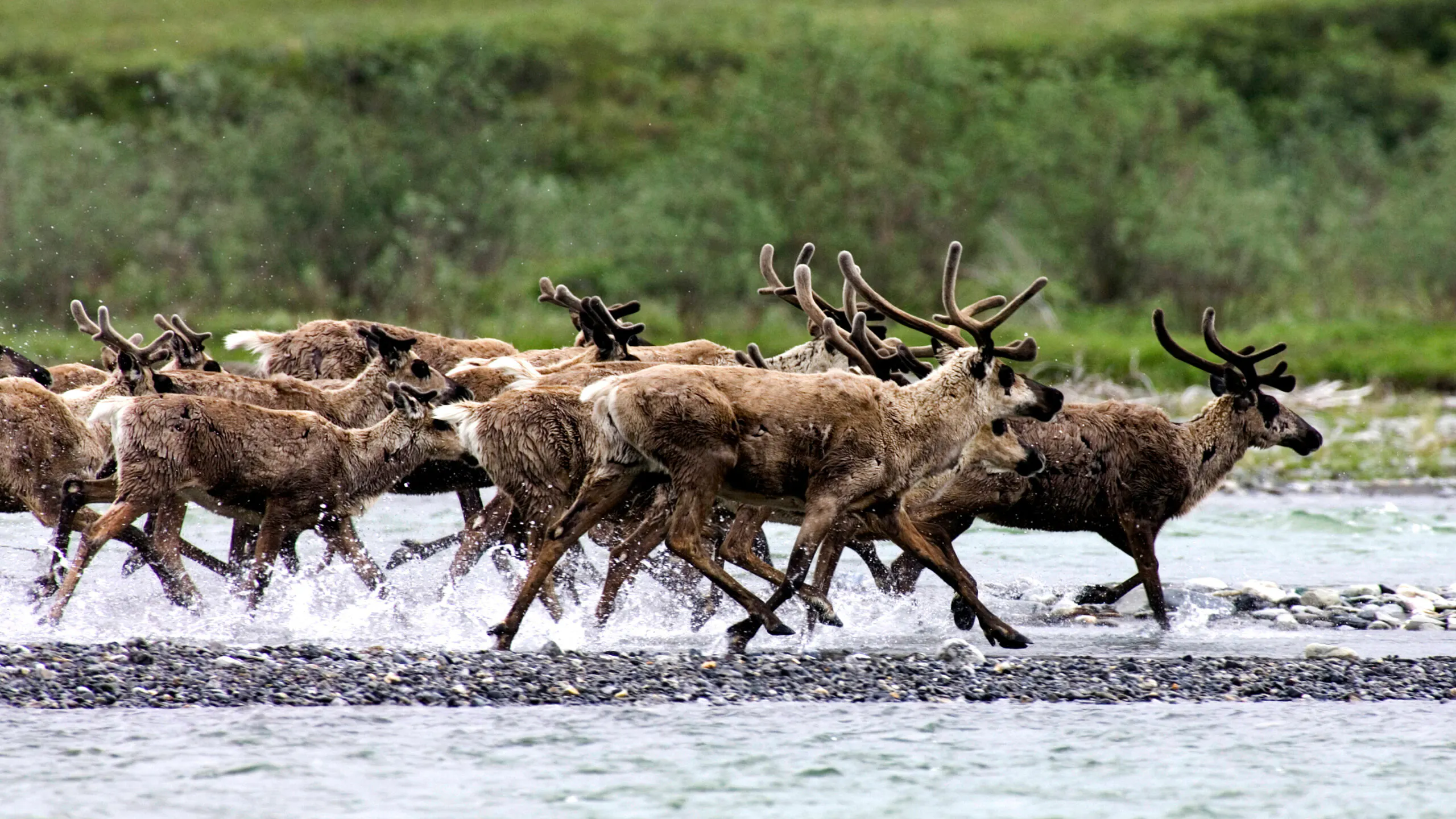 A herd of caribou running past Alaska's great Hula Hula River