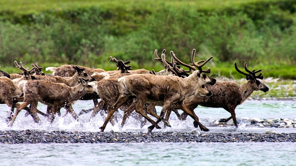 A herd of caribou running past Alaska's great Hula Hula River