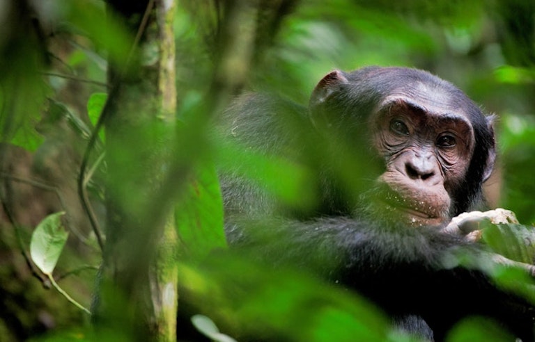 Chimpanzee looking down from its perch on a tree in the Bwindi Impenetrable Forest in Uganda