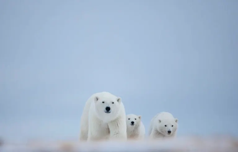 polar bears wildlife viewing tour
