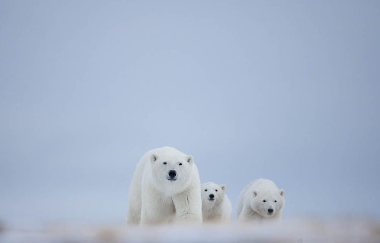 polar bears wildlife viewing tour