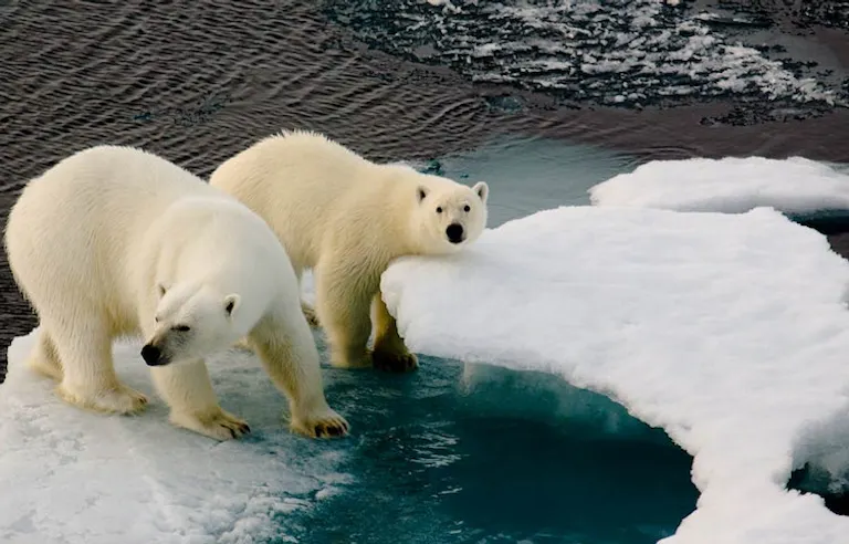 polar bears