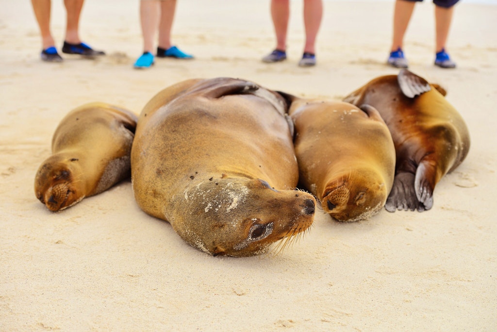 Seals relaxing on San Cristobol in the Galapagos