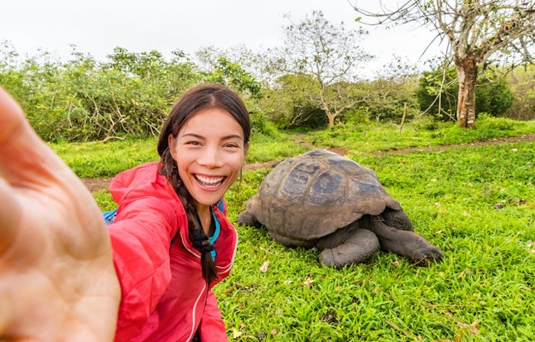 Huge Galapagos tortoise nesting on a grassy trail in the Galapagos National Park