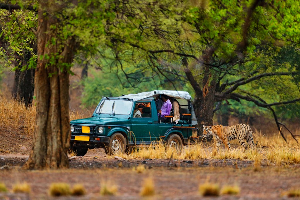 End of dry season, beginning monsoon. Tiger walking on gravel road. Nature travel, wild animal in the nature habitat.