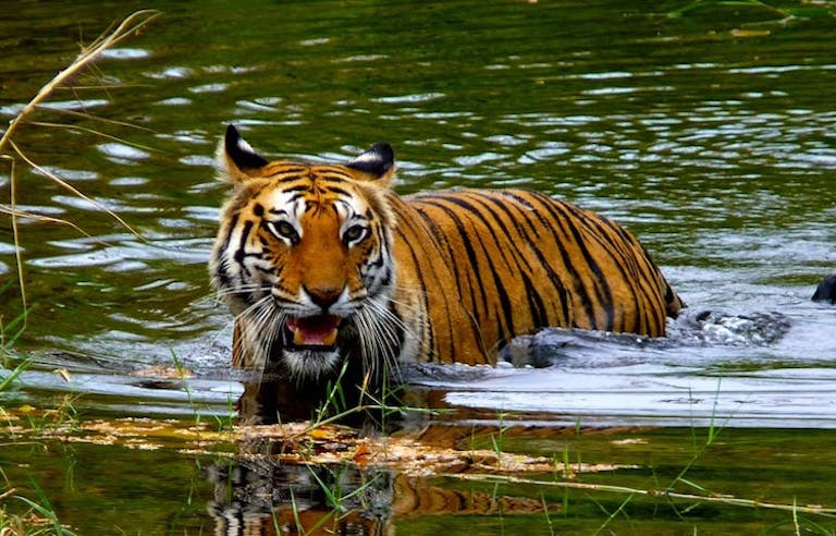 Tiger yawning and swimming in the water in India's Bandhavgarh National Park