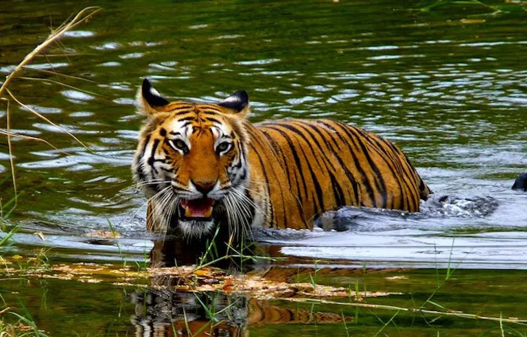 Tiger yawning and swimming in the water in India's Bandhavgarh National Park