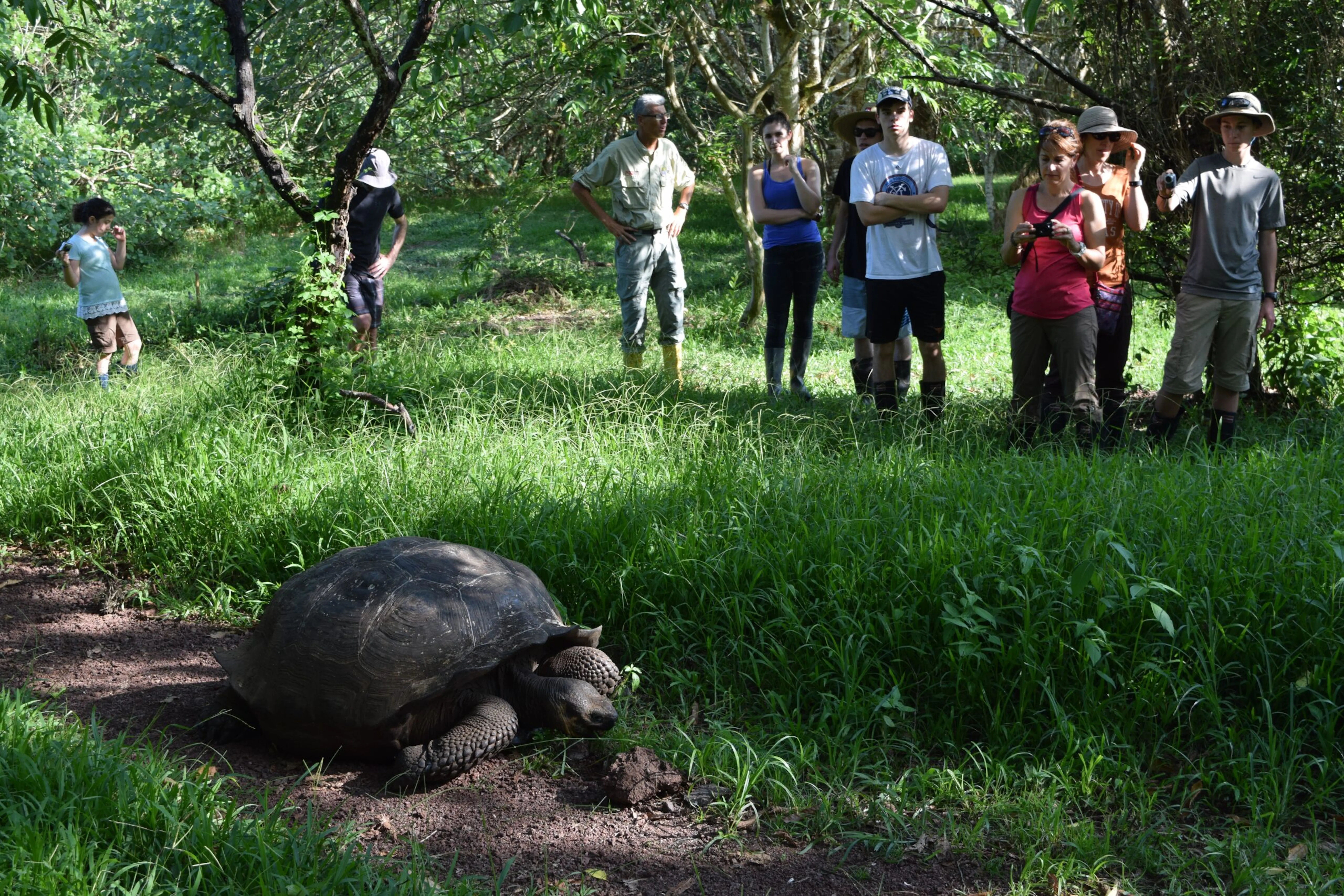 A group of people looking at a large tortoise.