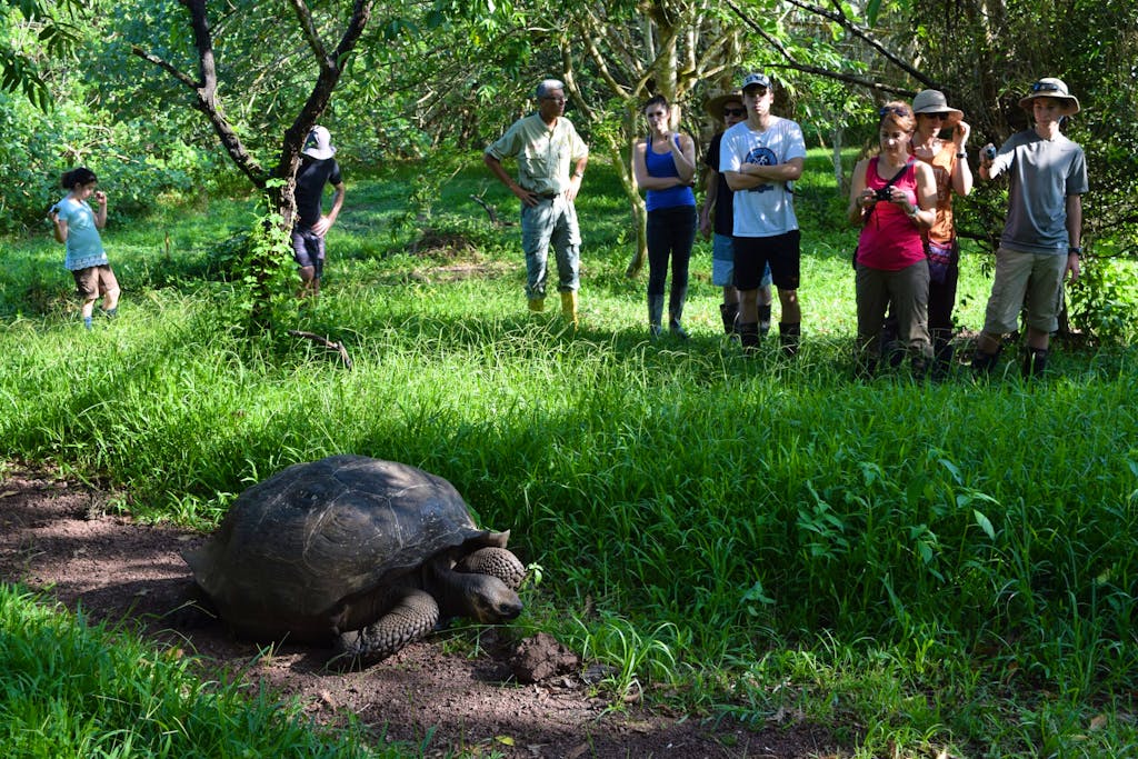group of tourists both young and old sighting a large tortoise during their cultural & wildlife tour of the Galapagos Islands