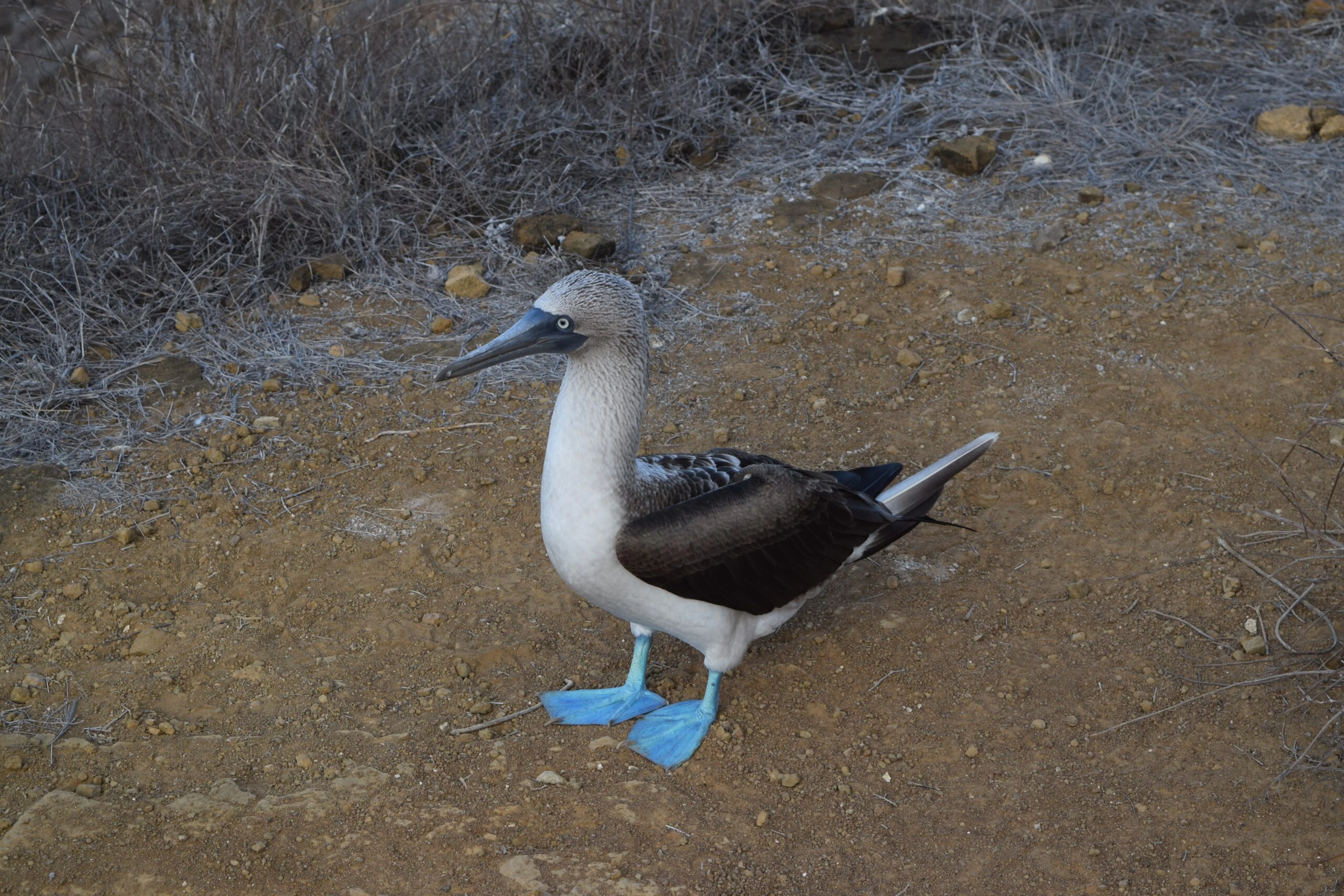 A bird with blue feet standing on a dirt road.