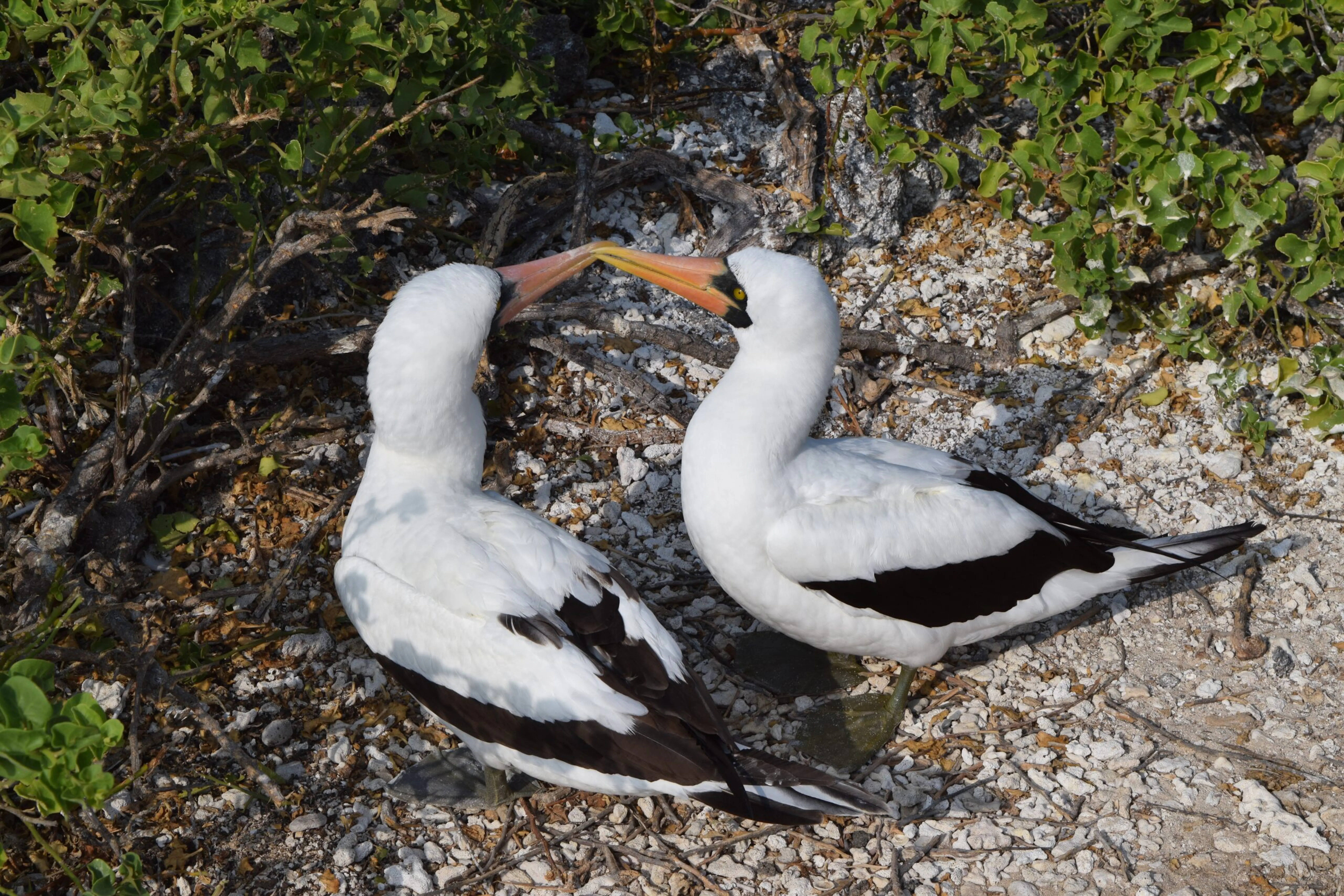 Two birds are standing on top of a rocky area.
