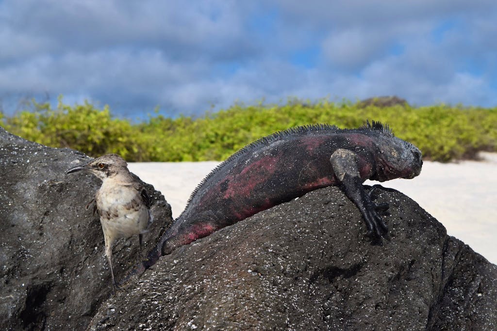 tortoise and bird nestled on a rock in Santa Cruz island of the Galapagos in Ecuador, Central America