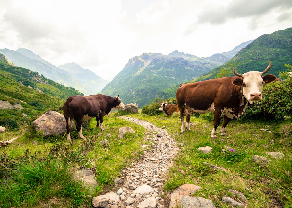 Mountain cows are a sight to behold during your hiking adventure in the Monte Rosa Alps in Europe