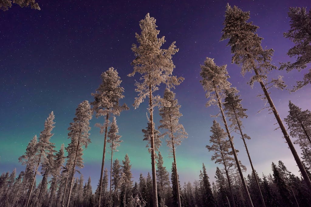 Pines against northern lights in Lapland, Finland