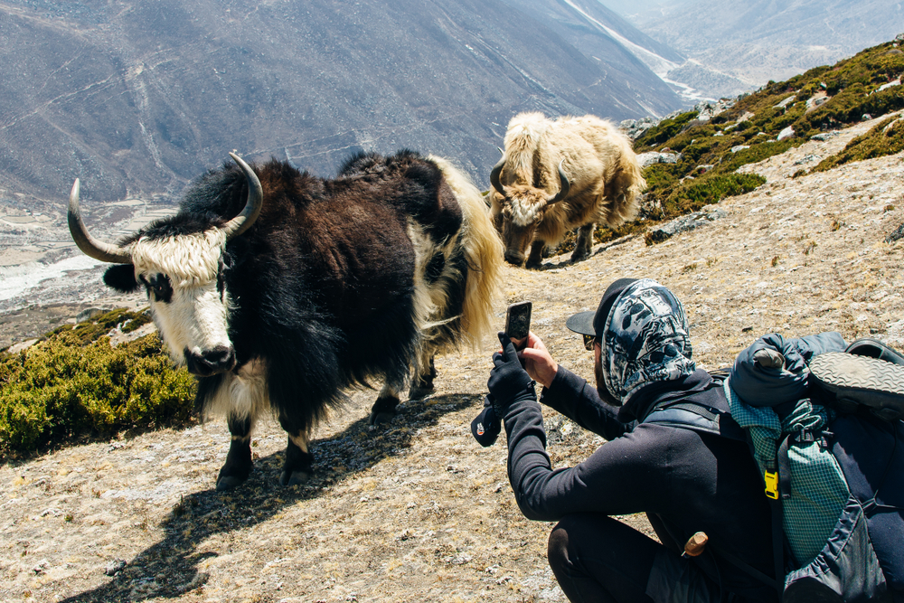 tourist takes picture of yak in Nepal in the Himalayas