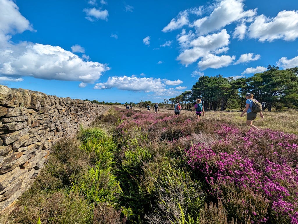 Hiking on trail along wildflowers and flora blooming in England guided tour