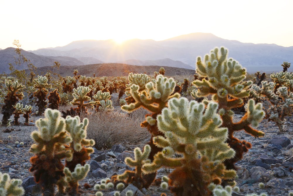 unique flora and cacti in the desert wilderness of Joshua Tree National Park in California, North America, in the summer