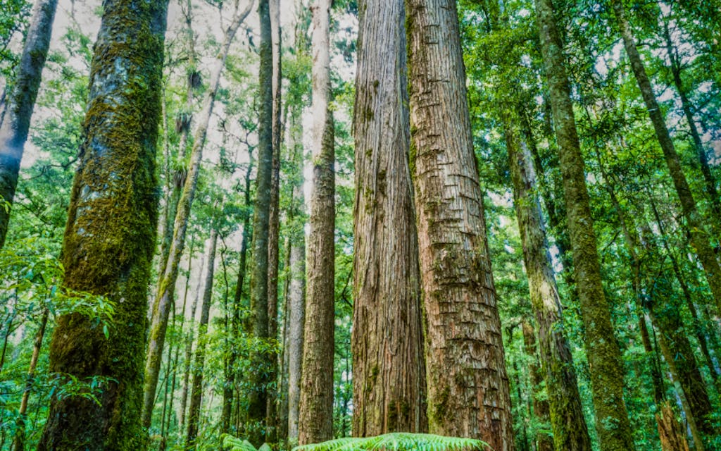 the Whirinaki Forest is one of New Zealand's best kept secrets and are full of walking trails for active travelers in Europe