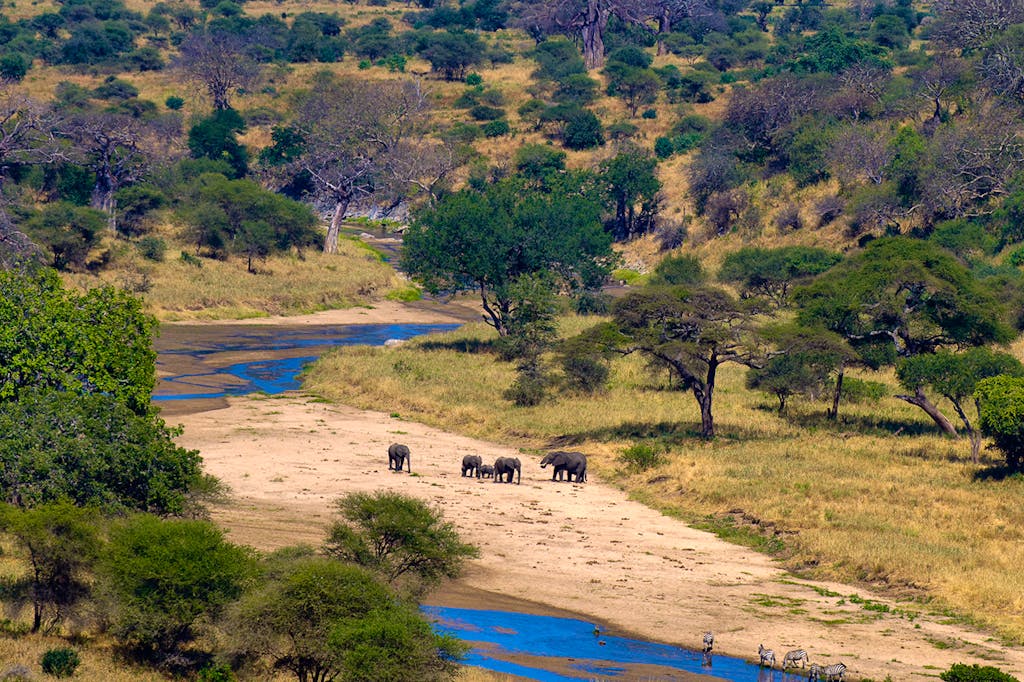 Family of African Elephants grazing near river in Tarangire National Park
