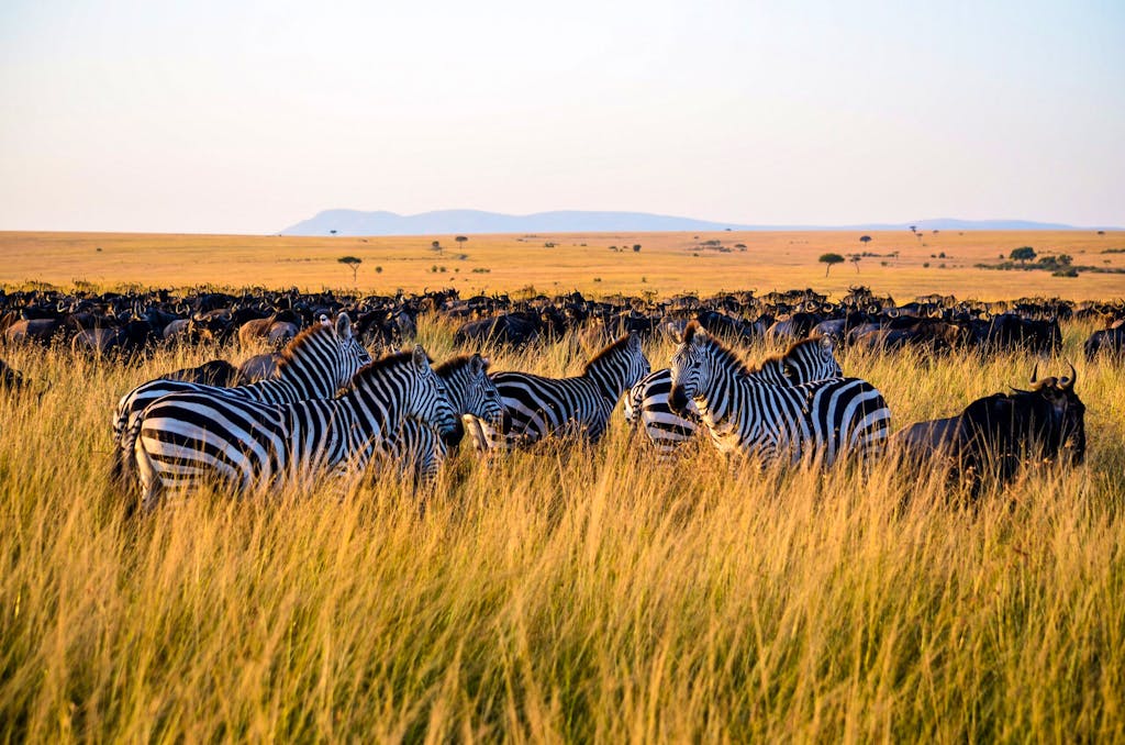 group of black and white zebras grazing in yellow plains in safari in Tanzania, Africa