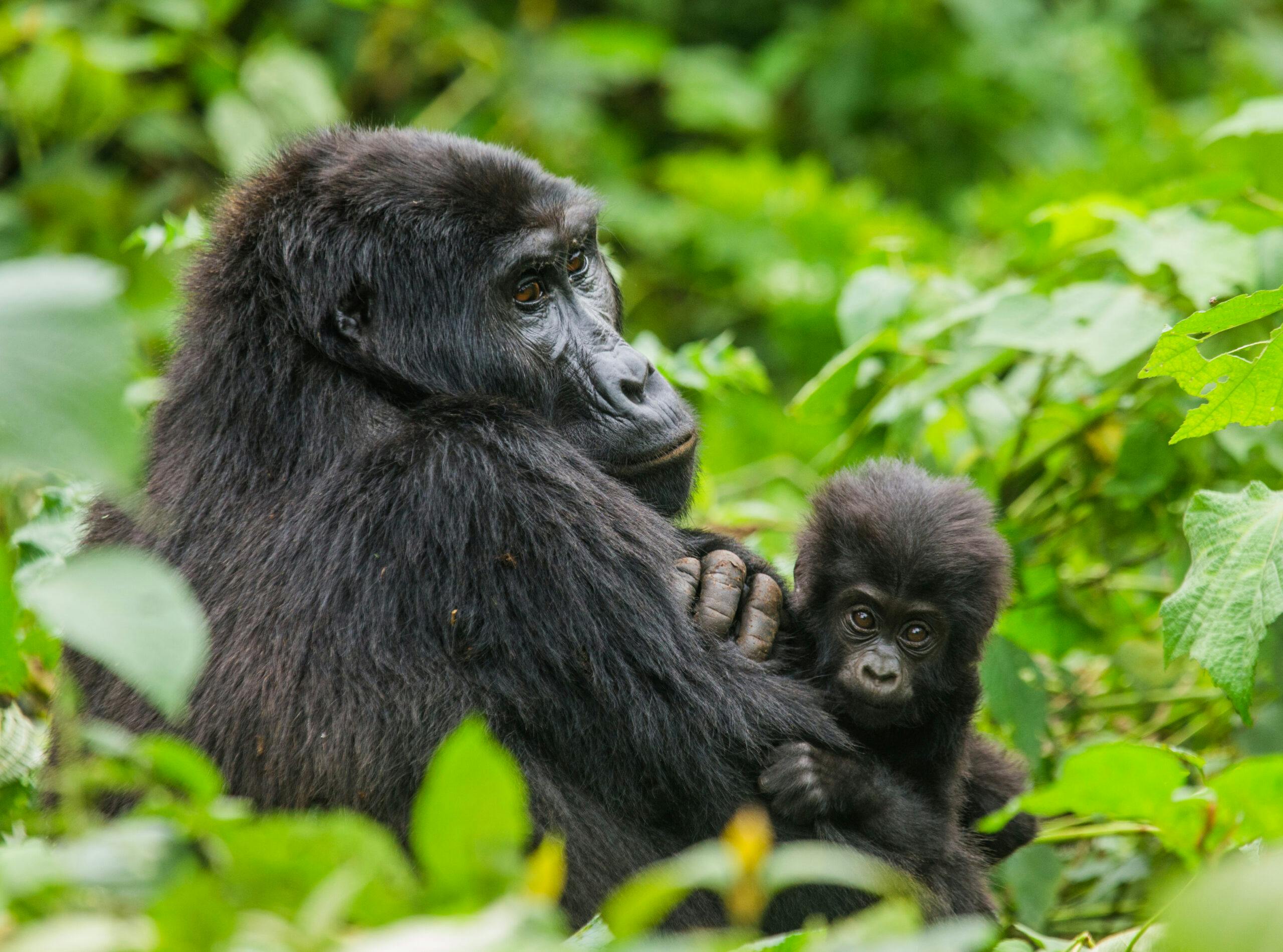 A Female Mountain Gorilla With A Baby Uganda in Bwindi Impenetrable Forest in Africa