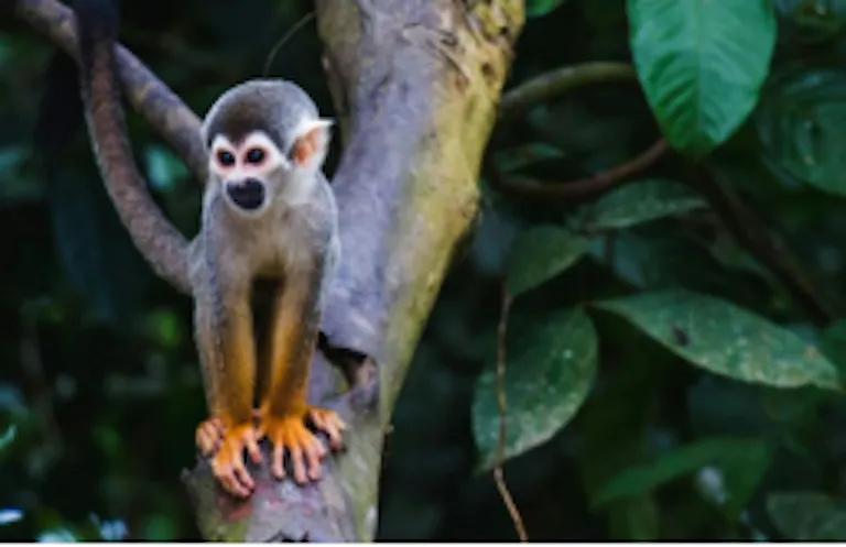 Sightseeing gibbons in tropical jungle near Manuel Antonio National Park in Costa Rica