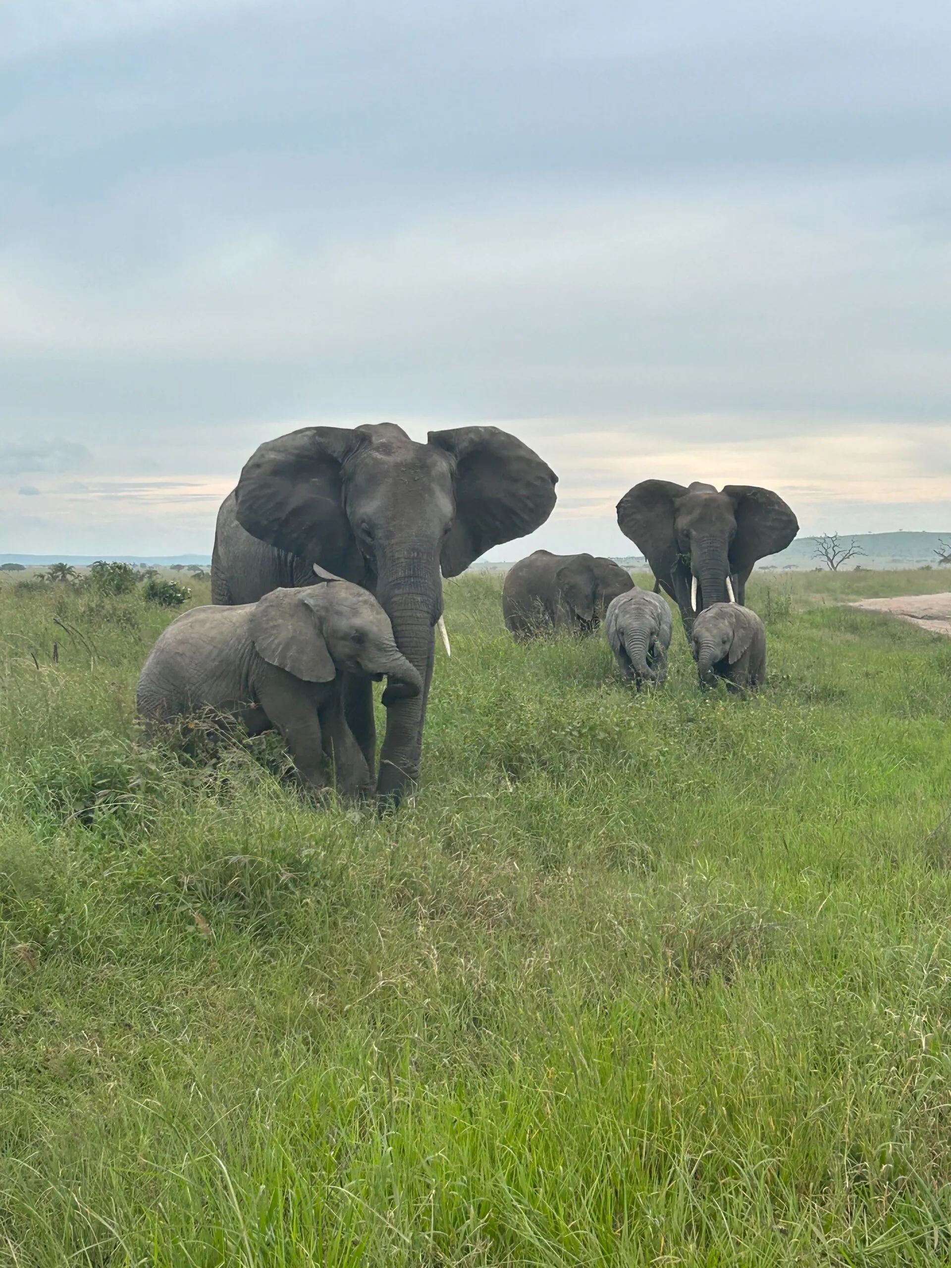 seeing a herd of elephants during a game drive in the safari in Tanzania, Africa