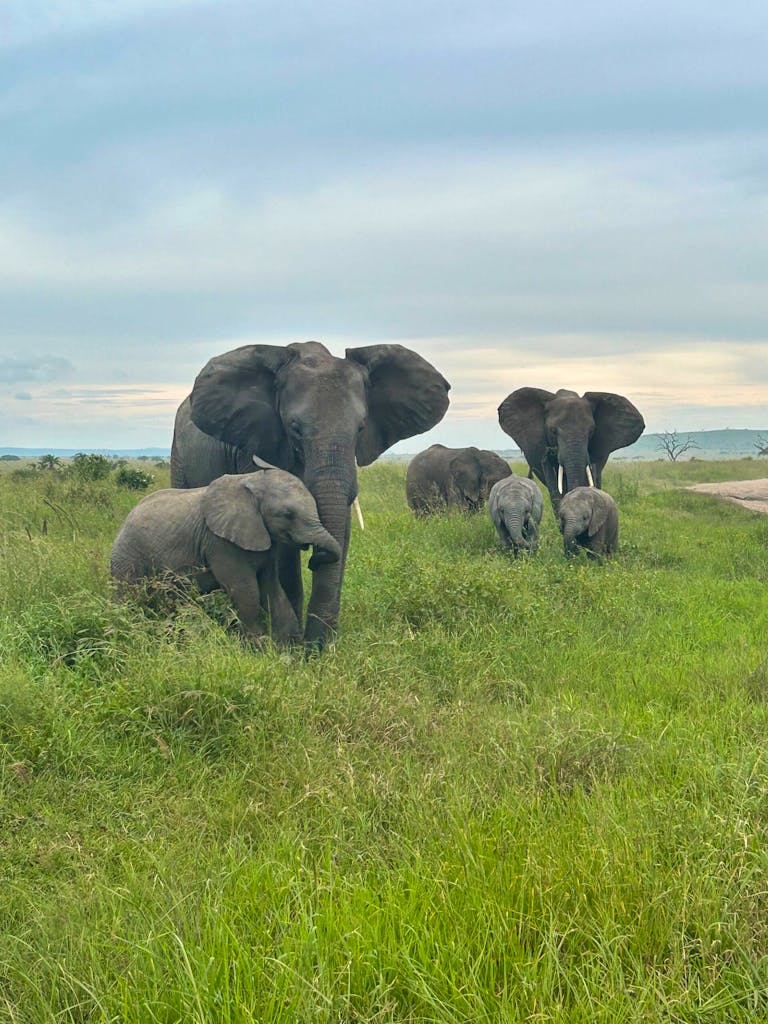 seeing a herd of elephants during a game drive in the safari in Tanzania, Africa